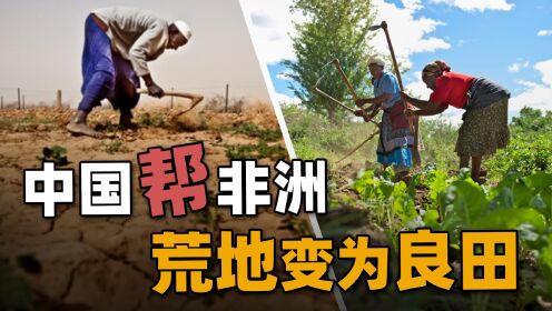 中国人教非洲人种水稻，万年荒地变粮仓，还被封为“荣誉酋长”