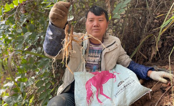 扭倮村的土是黑土,也很松,看看野党参长什么样?