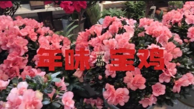 【年味宝鸡】年宵花走俏让年味更“香”,宝鸡人最喜欢买哪种?