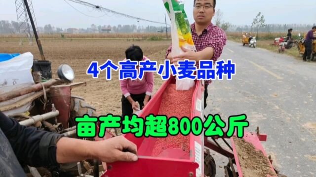 4个超高产的小麦品种,亩产均超800公斤,抗倒伏抗严寒,收藏