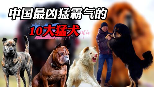 中国最凶猛最霸气的10大猛犬,你真以为只有藏獒拿的出手?_高清1080P在线观看平台_腾讯视频