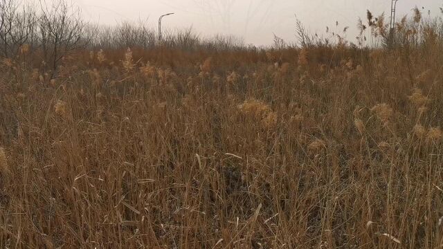 梦想照进现实—仙客自然香草花园拓荒启动