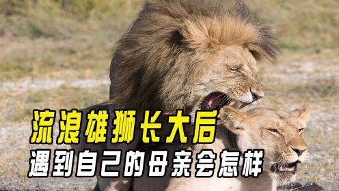 雄狮长大后，为何会与母亲近亲繁殖？交配后母狮为何翻脸不认狮？