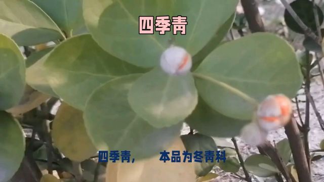 四季青每日一点中药知识