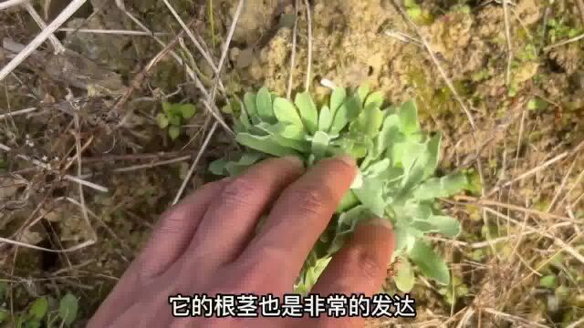 农田边不起眼长的“化痰止咳草”,它用途特别的厉害,赶快认识下