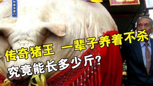 浙江猪王皈依佛门后，寿终正寝，一头猪活到老，究竟能长多少斤？_高清1080P在线观看平台_腾讯视频