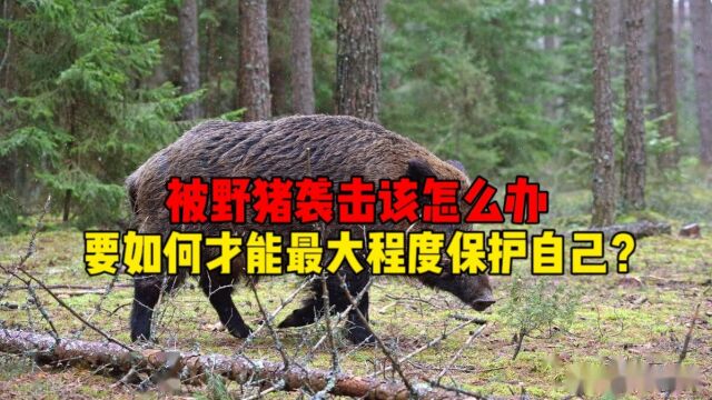 被野猪袭击该如何自救?记住一招,关键时刻能让你“猪口逃生”!