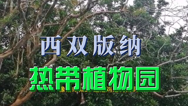 打卡西双版纳热带植物园,睡莲可站70公斤人?还有高80米的望天树?