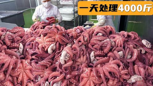 章鱼加工厂，一天处理4000斤，场面震撼，加工成的美食让人很意外