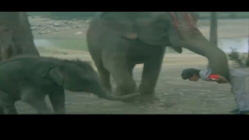 大象救男孩