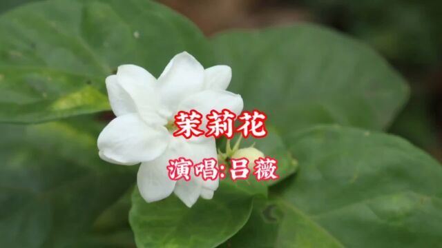 吕薇演唱的歌曲《茉莉花》,请欣赏