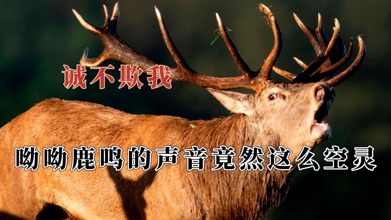 原来古代诗人全是写实派,古人诚不欺我,草木投影宛若一幅山水画