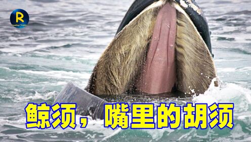 鲸须,不是牙齿,而是长在嘴里的头发_高清1080P在线观看平台_腾讯视频