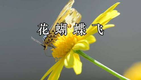 花蝴蝶飞--作词：刘艺新 作曲：欧阳尚尚 演唱：胡蜜丹--卓尚文化推荐