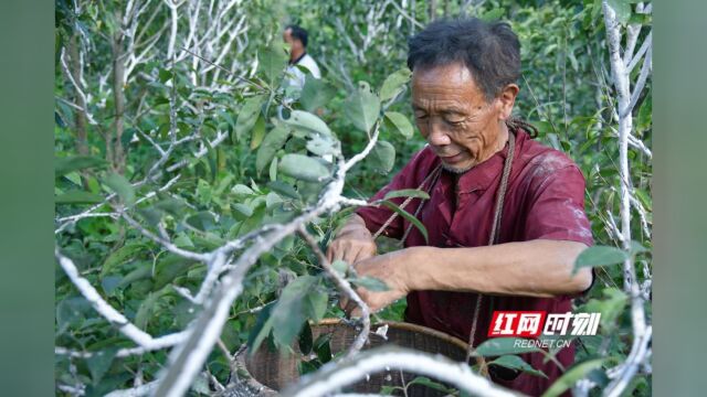 药香怀化 | ①芷江虫白蜡迎丰年 平均每亩产蜡150斤