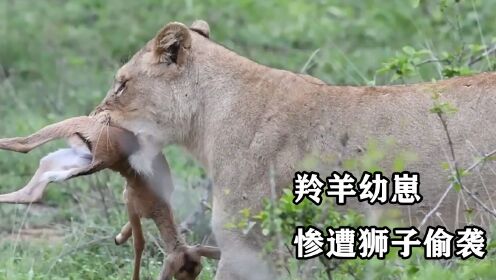狮子捡到遗落羚羊幼崽，幼崽为了活命拼命挣扎，镜头拍下全过程！