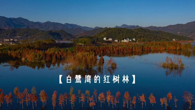 目光所及都是风景 黄岩白鹭湾湿地公园