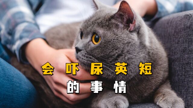 猫咪最害怕的五件事,尤其是最后一个,千万别做!