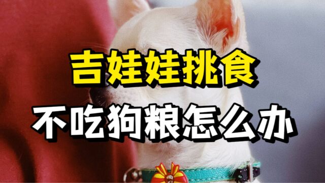 吉娃娃挑食不吃狗粮?可以用这些方法!