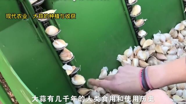 大蒜怎么种植?现代农业:大蒜的种植与收获