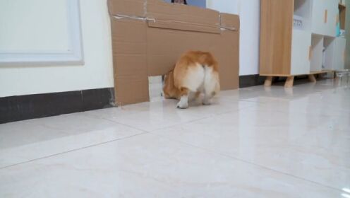 钻狗洞比赛，猫和狗谁更胜一筹？_高清1080P在线观看平台_腾讯视频