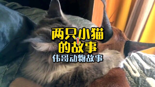 两只小猫的故事1