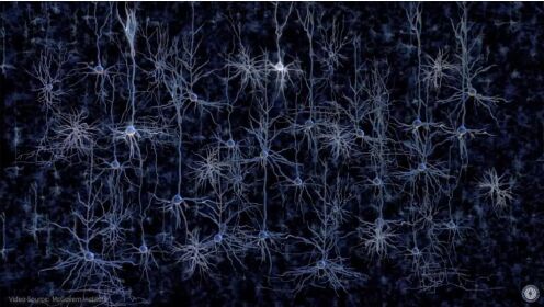 脑神经基础 神经元连接是学习和记忆的基础