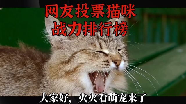 网友投票猫咪战力排行榜,欢迎讨论.