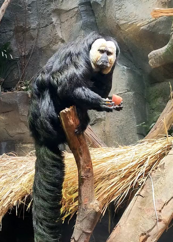 "白面僧猴"上热搜,动物园回应白面僧面猴长相炸裂