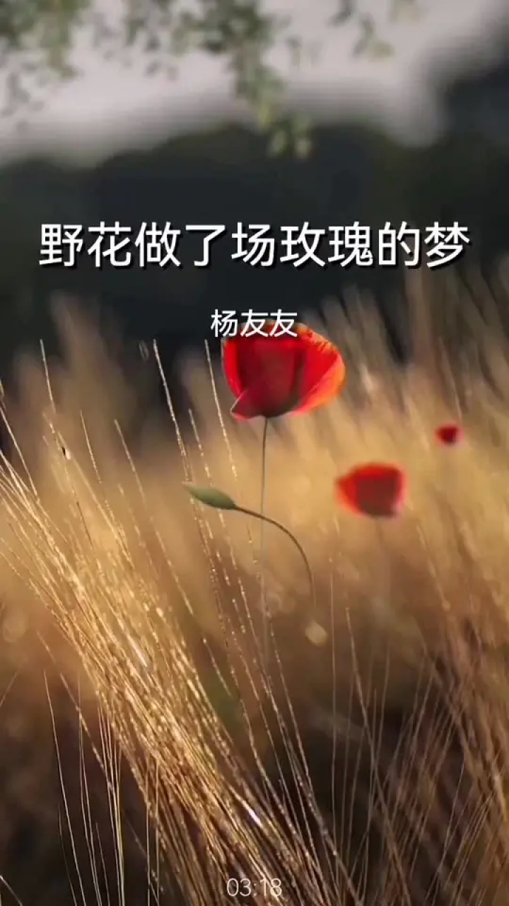 野花做了场玫瑰的梦完整版