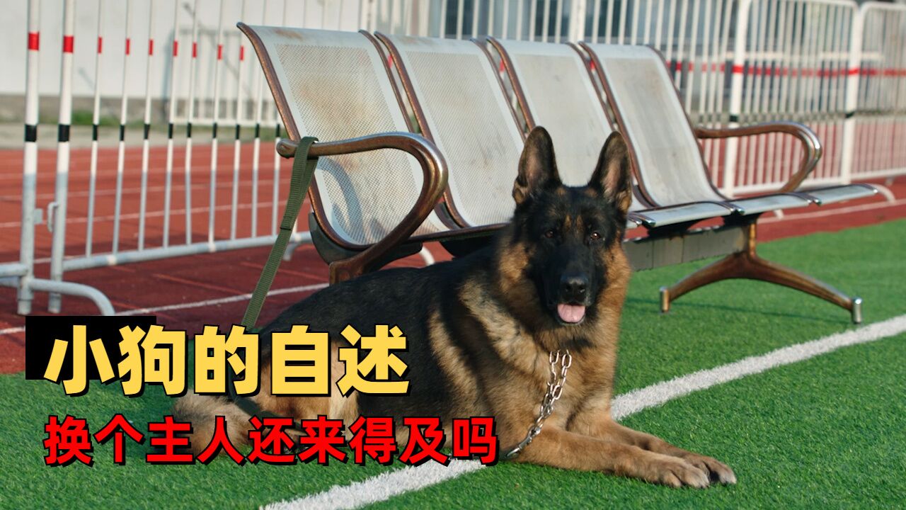 警犬电影黑狼图片