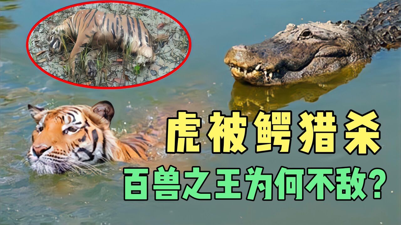 老虎过河被鳄鱼猎杀!堂堂"百兽之王,为何如此不堪?