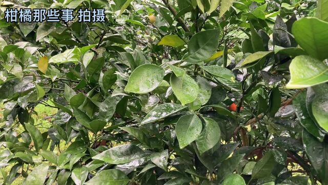 柑橘秋冬开花是黄龙病吗?到底是什么原因