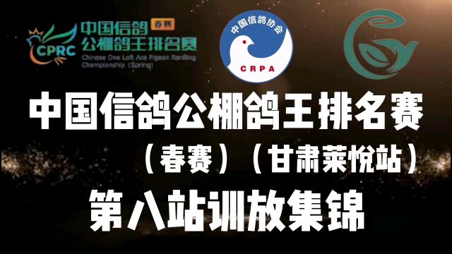 中国信鸽公棚鸽王排名赛春赛甘肃莱悦站第八站训放集锦