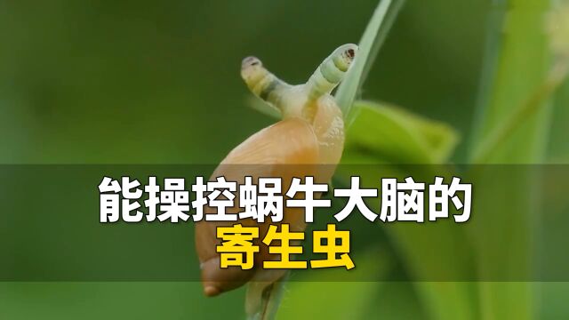 能操控蜗牛大脑的双盘吸虫