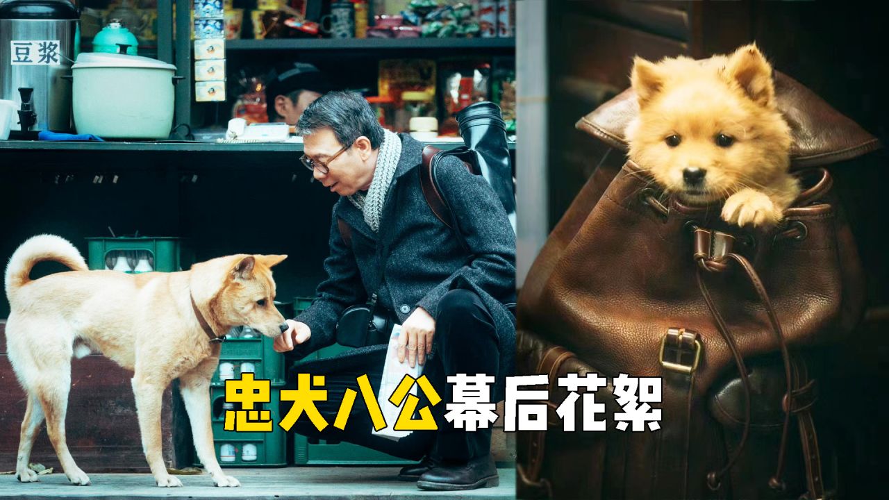 忠犬八公幕后花絮图片