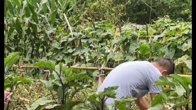 新农村建设、视频效果、远离赌博、农村搞笑视频……