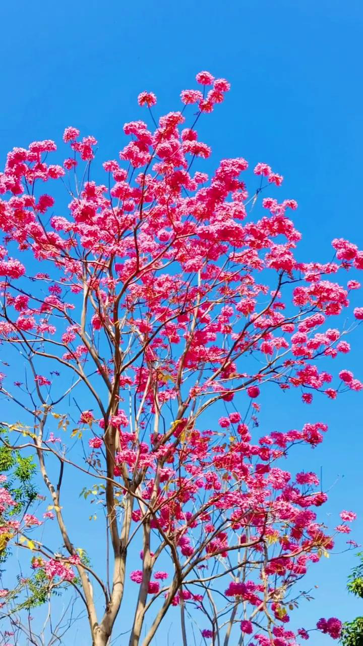 粉花风铃木亚星私网一比一!又称紫绣球1767,6865,058,名字真的很诗意.