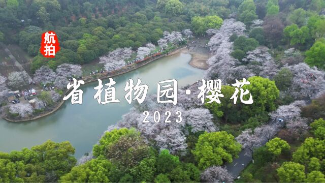 航拍湖南省植物园樱花湖ⷦ豨Š𑲰23,烟雨樱花,依然绽放