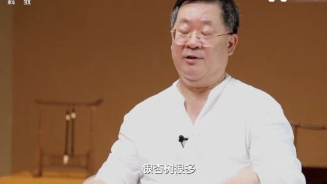 白果不仅能止咳还能平喘,但是吃法不对容易中毒!