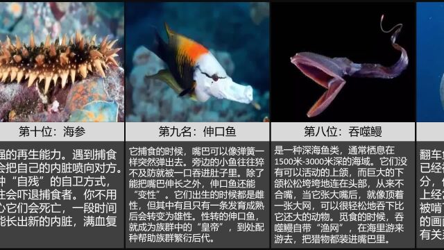 海洋中十大诡异生物,最后一个让人羡慕