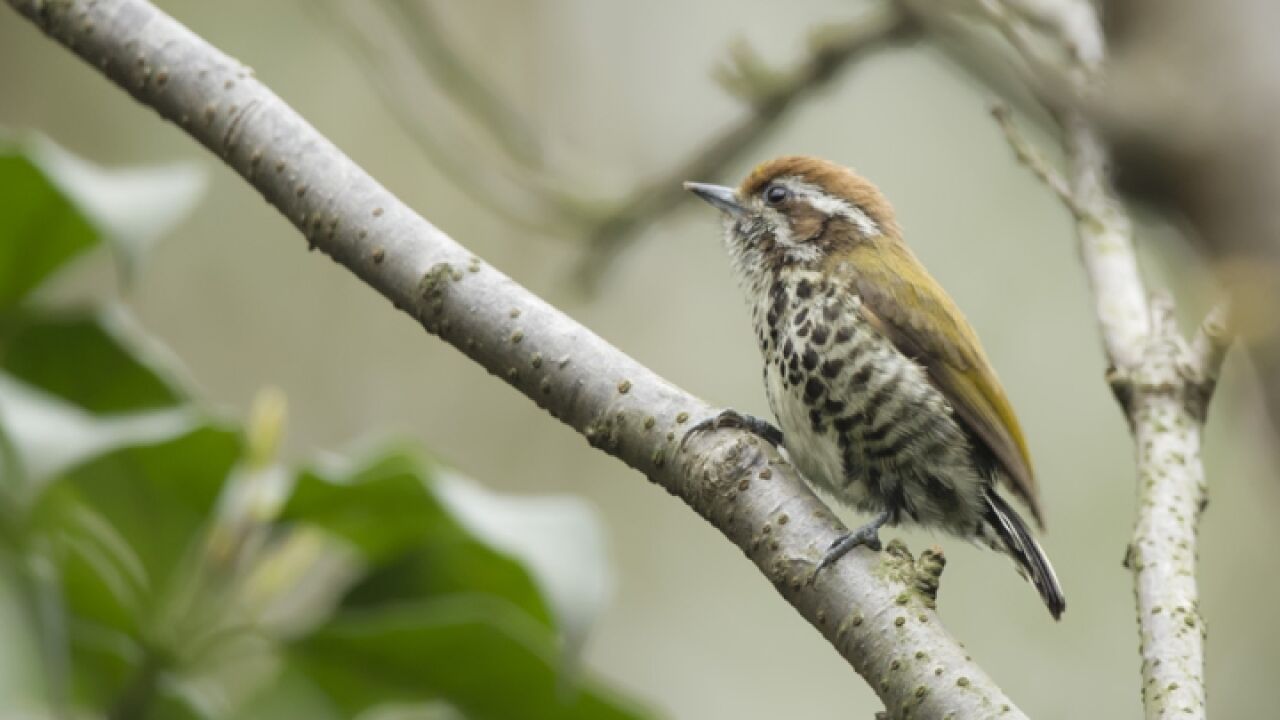 世界最小啄木鸟现身庆元