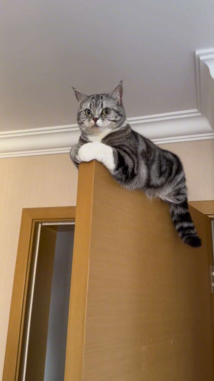 家有傻猫欢乐多_腾讯视频