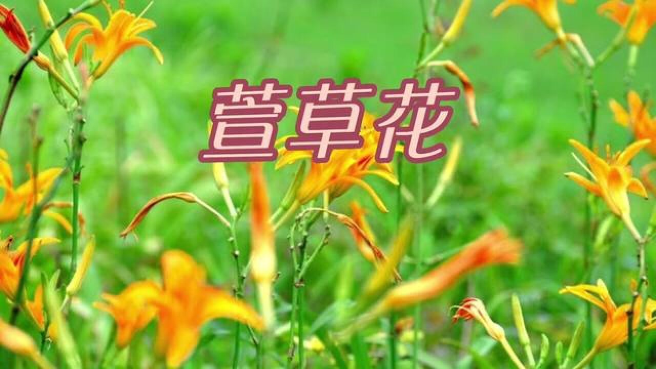 我彈你唱《萱草花》#鋼琴教學#鋼琴即興伴奏 #十堰慧慧鋼琴