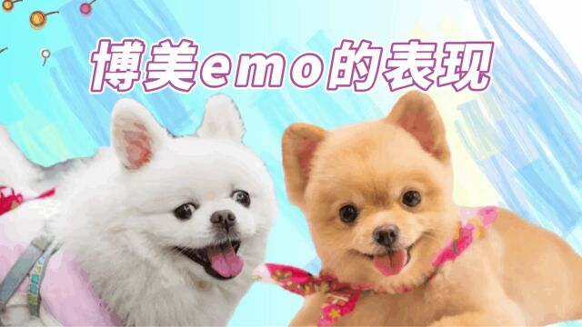 博美有这些行为,说明它emo 了 !