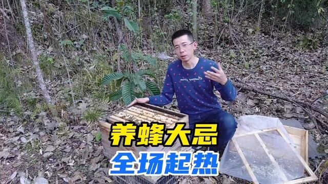 把蜂养强并不是高手,能够游刃有余的控制分蜂热才是本事 #蜜蜂养殖技术 #三农养殖 #蜂蜜 #分蜂热