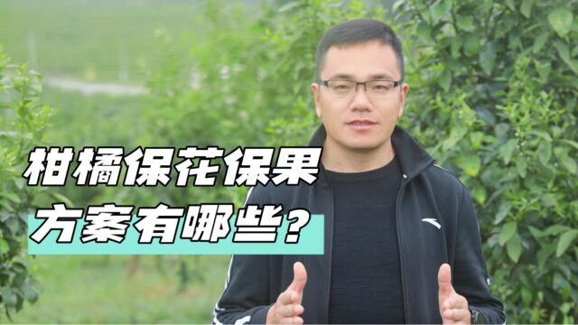 柑橘保花保果方案有哪些?老金说农业,跟大家分享!