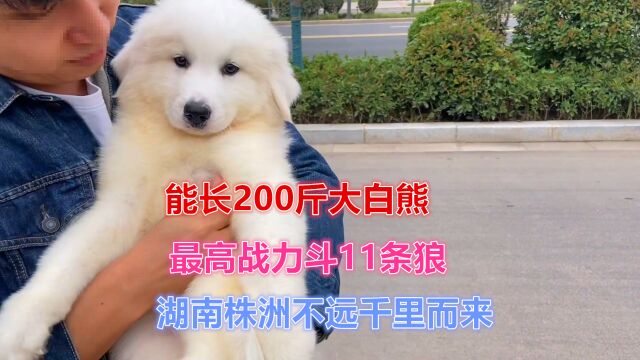 大白熊到底有什么样的魅力,能让粉丝驱车2000公里!只为它而来!