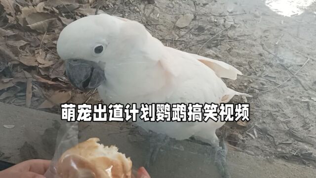 萌宠出道计划鹦鹉搞笑视频