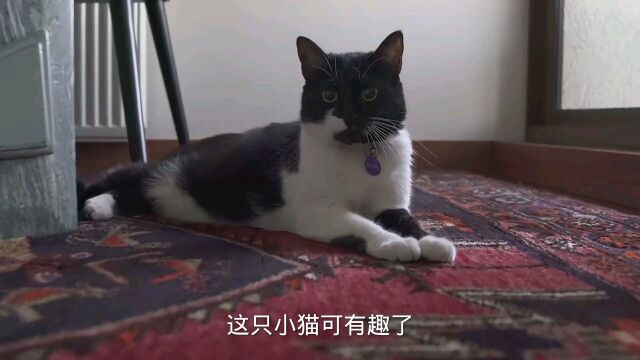 你的猫对你来说是什么?